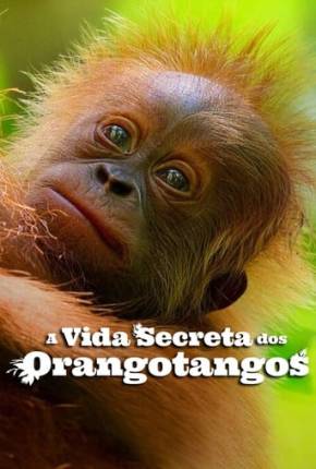 A Vida Secreta dos Orangotangos Download Mais Baixado